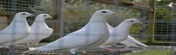 Pigeons birds for sale: White pigeons  - Advert 3