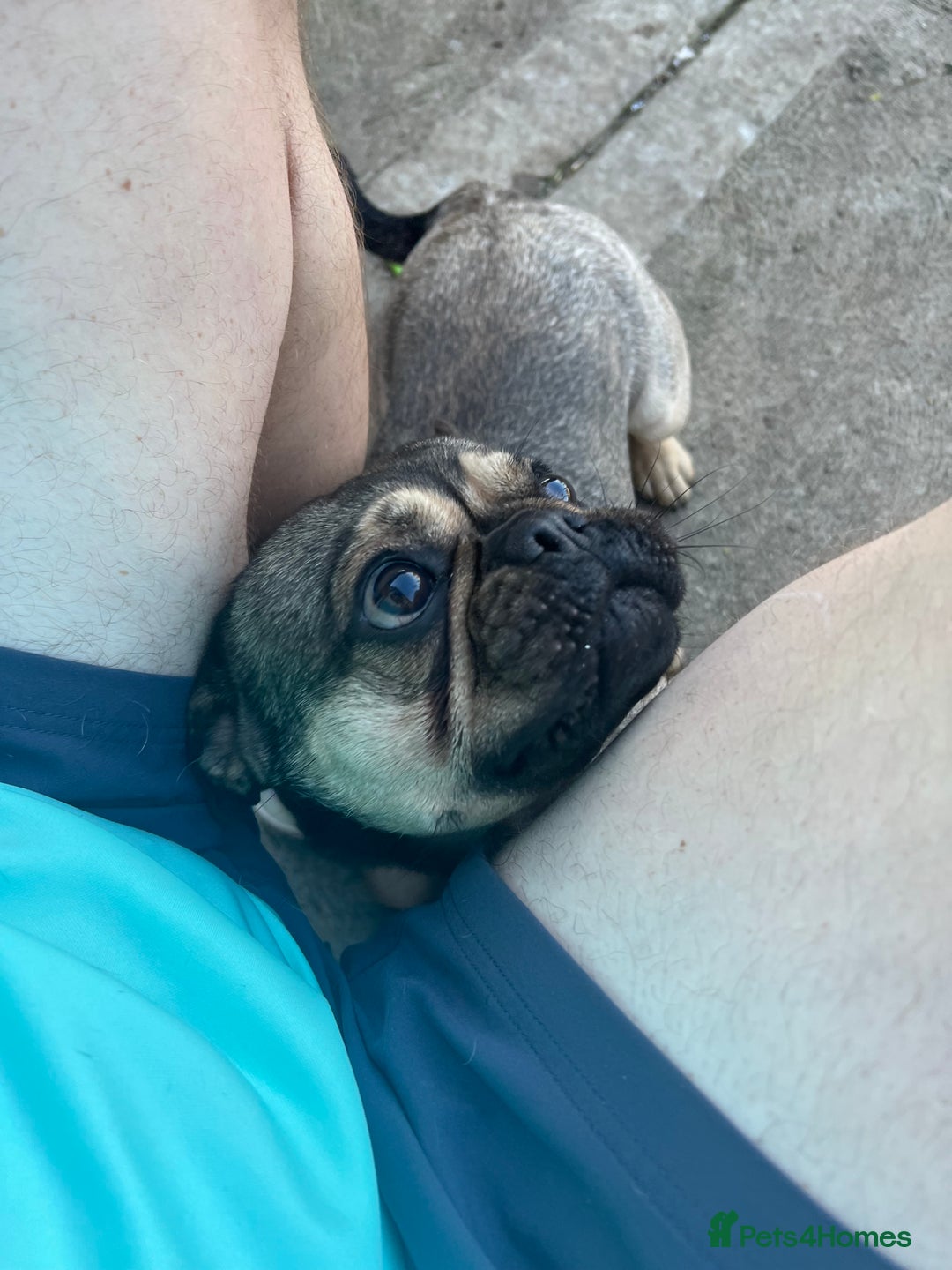 Frug dogs for sale: Tommy the Frug - Image 3