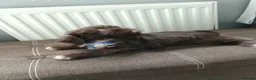 Shih Tzu dogs for sale: Beautiful imperial shih tzu  - Advert 3
