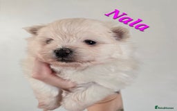 Mixed Breed dogs for sale: F1 Maltipom puppies from health tested parents  - Image 1