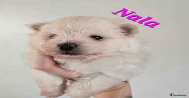 Mixed Breed dogs - Advert 7