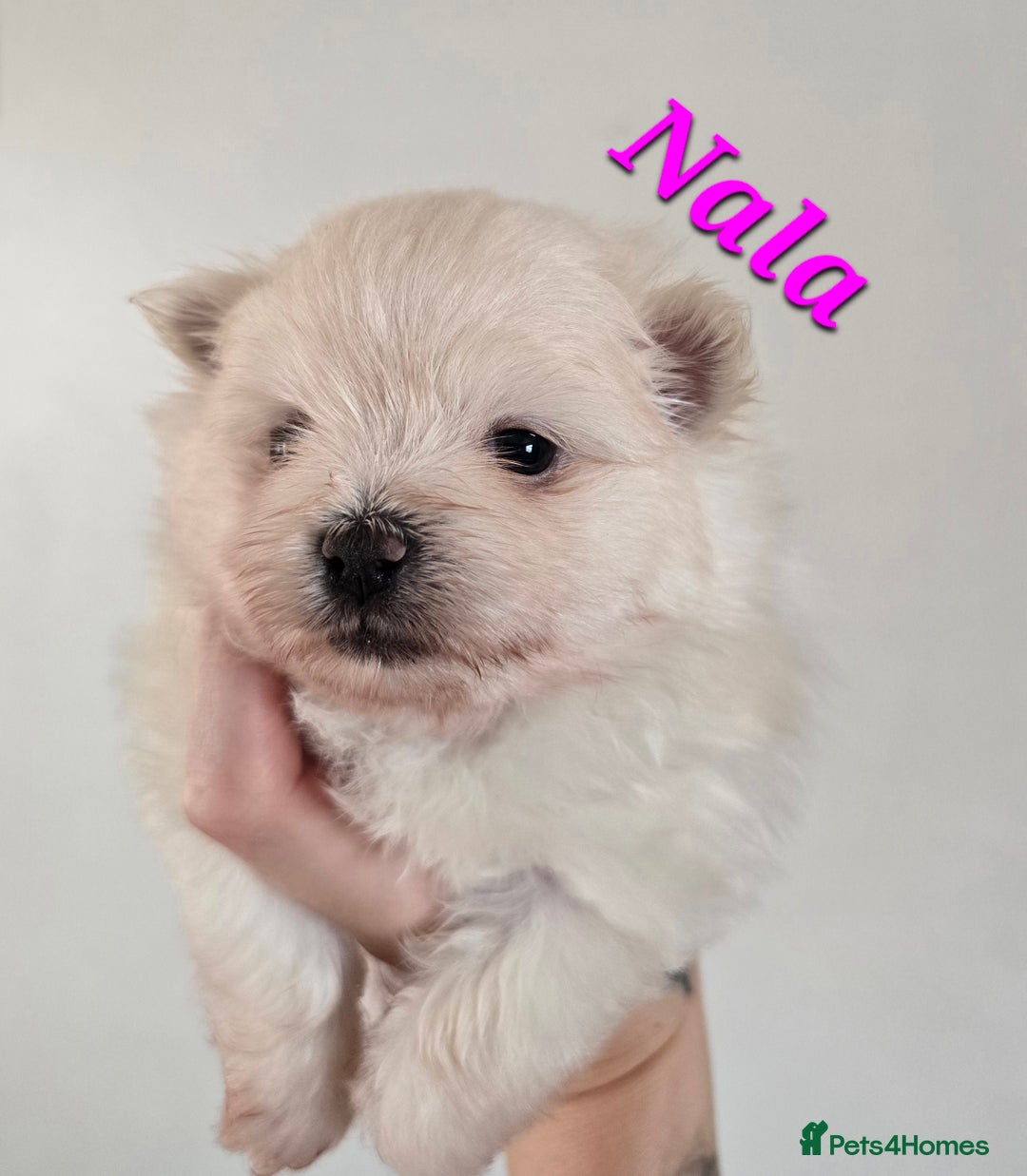 Mixed Breed dogs for sale: F1 Maltipom puppies from health tested parents  - Image 1