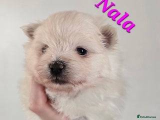 Mixed Breed dogs - Advert 6