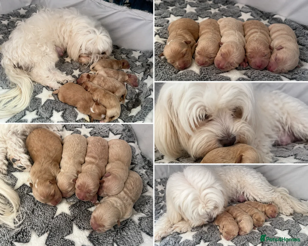 Maltipoo dogs for sale: RARE Tiny  **  F1B Maltipoo Puppies – Ready June in London - Advert 2