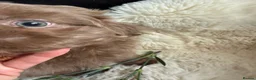 Shih Tzu dogs for sale: Stunning shih Tzu pups 2 girls 3 boys  in Liverpool - Advert 6