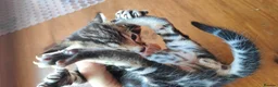Mixed Breed cats for sale: Beautiful half Bengal kittens available - Advert 22