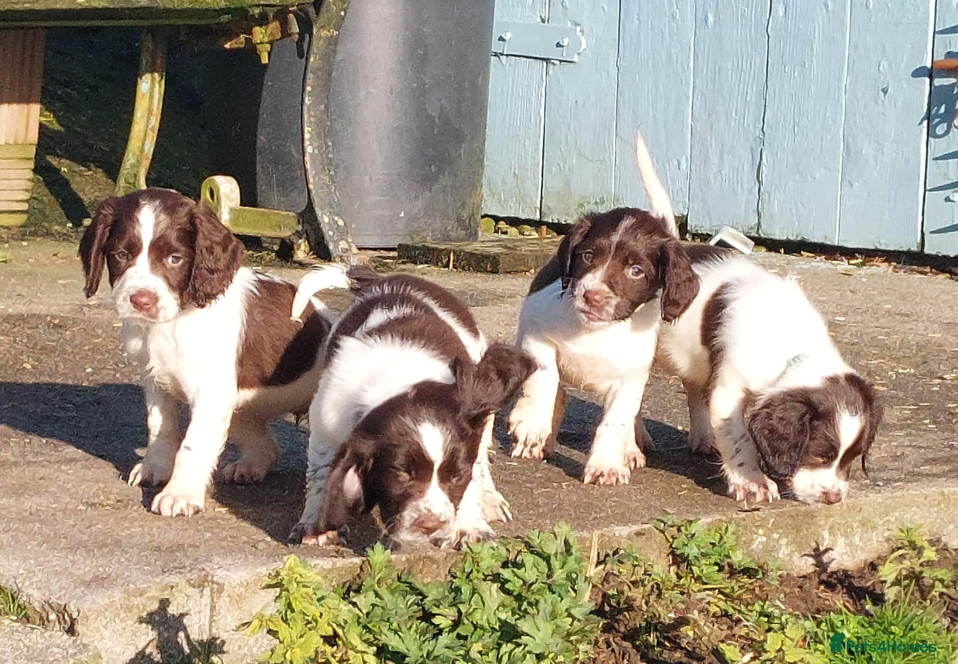 English Springer Spaniel dogs 3 Springer Boys available  - Advert 2