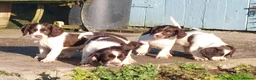 English Springer Spaniel dogs for sale: 3 Springer Boys available  - Advert 2