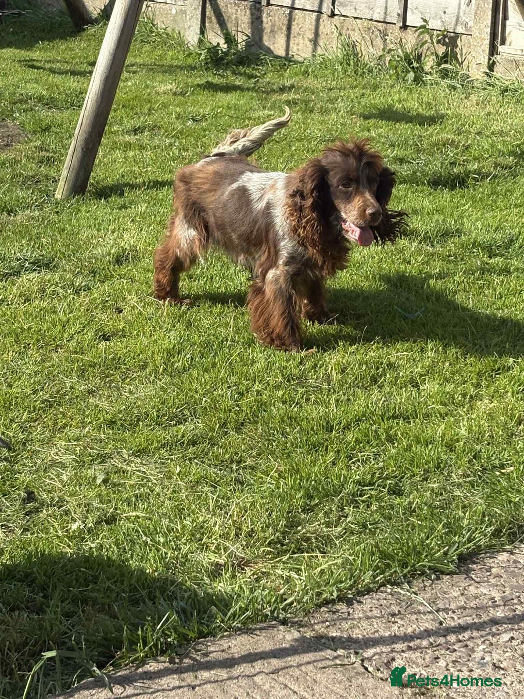 Cockapoo dogs for sale: Beautiful cockerpoo pups for sale - Image 20