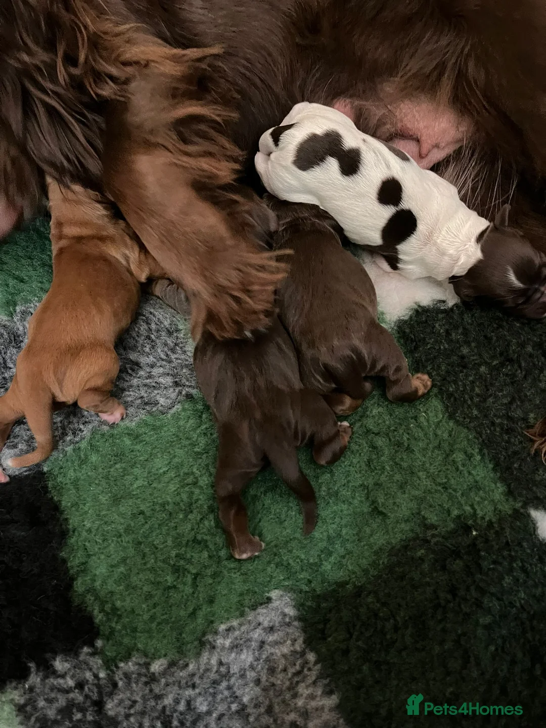 Cocker Spaniel dogs for sale: Working Cocker Spaniel Puppies - Advert 2