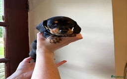 Miniature Dachshund dogs for sale: 2 miniature black and tan dachshund for sale  - Image 5