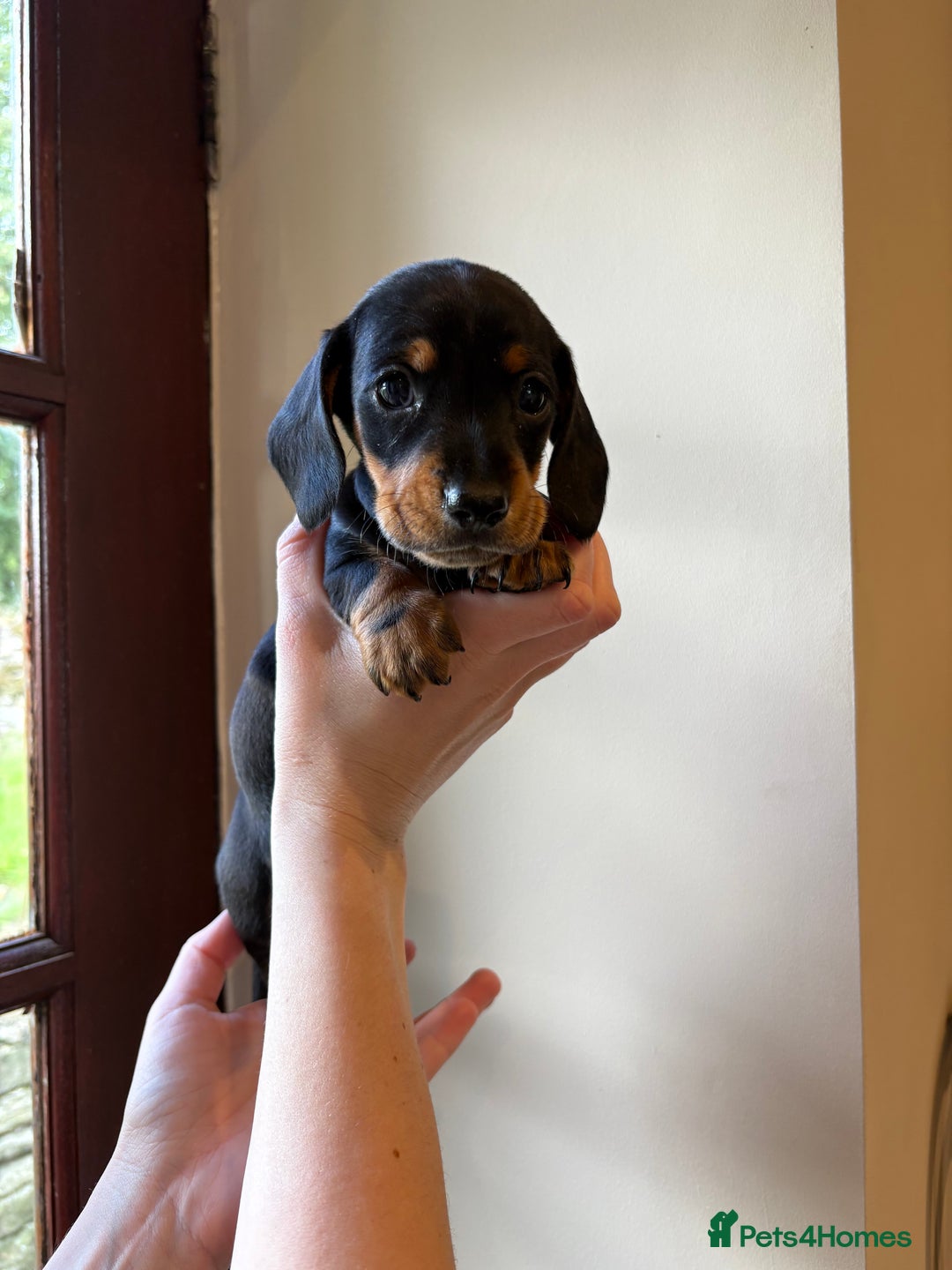 Miniature Dachshund dogs for sale: 2 miniature black and tan dachshund for sale  - Image 5