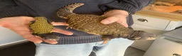 Lizard reptiles for sale: Wanted male Uromastyxs  in Harwich - Advert 1