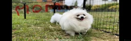 Pomeranian dogs for sale: Tiny White snow Pomeranian Puppies  - Advert 2