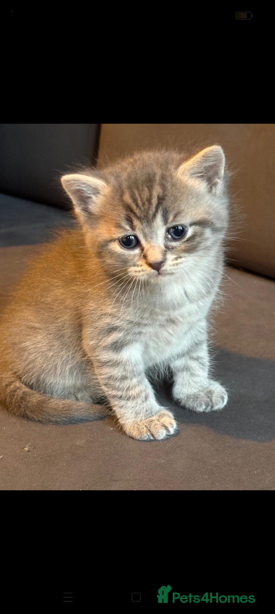 British Shorthair cats Beautiful British Shorthair Gorgeous kittens - Advert 3