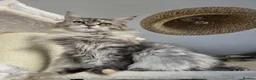 Maine Coon cats for sale: Cleo - Maine Coon - Looking for a loving home. - Advert 1