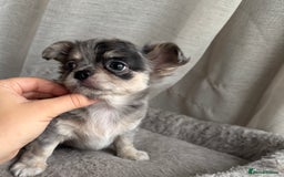 Chihuahua dogs for sale: XXS Tiny Chihuahua Long,Last Girl,Merle Blue Eye - Image 19