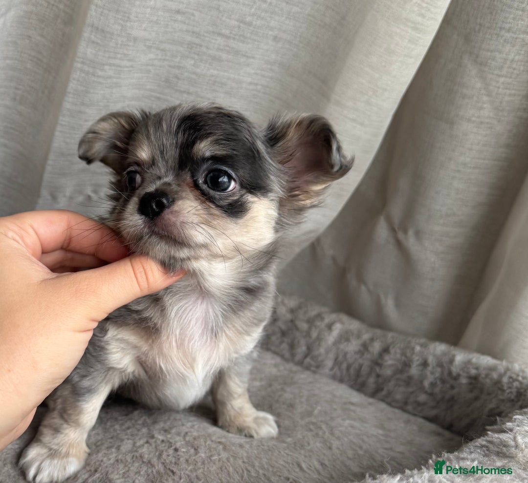 Chihuahua dogs for sale: XXS Tiny Chihuahua Long,Last Girl,Merle Blue Eye - Image 19