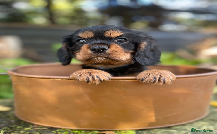 Cavalier King Charles Spaniel dogs - Advert 4