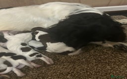 English Springer Spaniel dogs for sale: Springer spaniel puppies  - Image 3