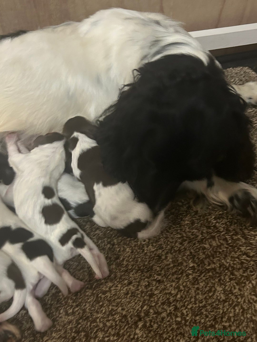 English Springer Spaniel dogs for sale: Springer spaniel puppies  - Image 3