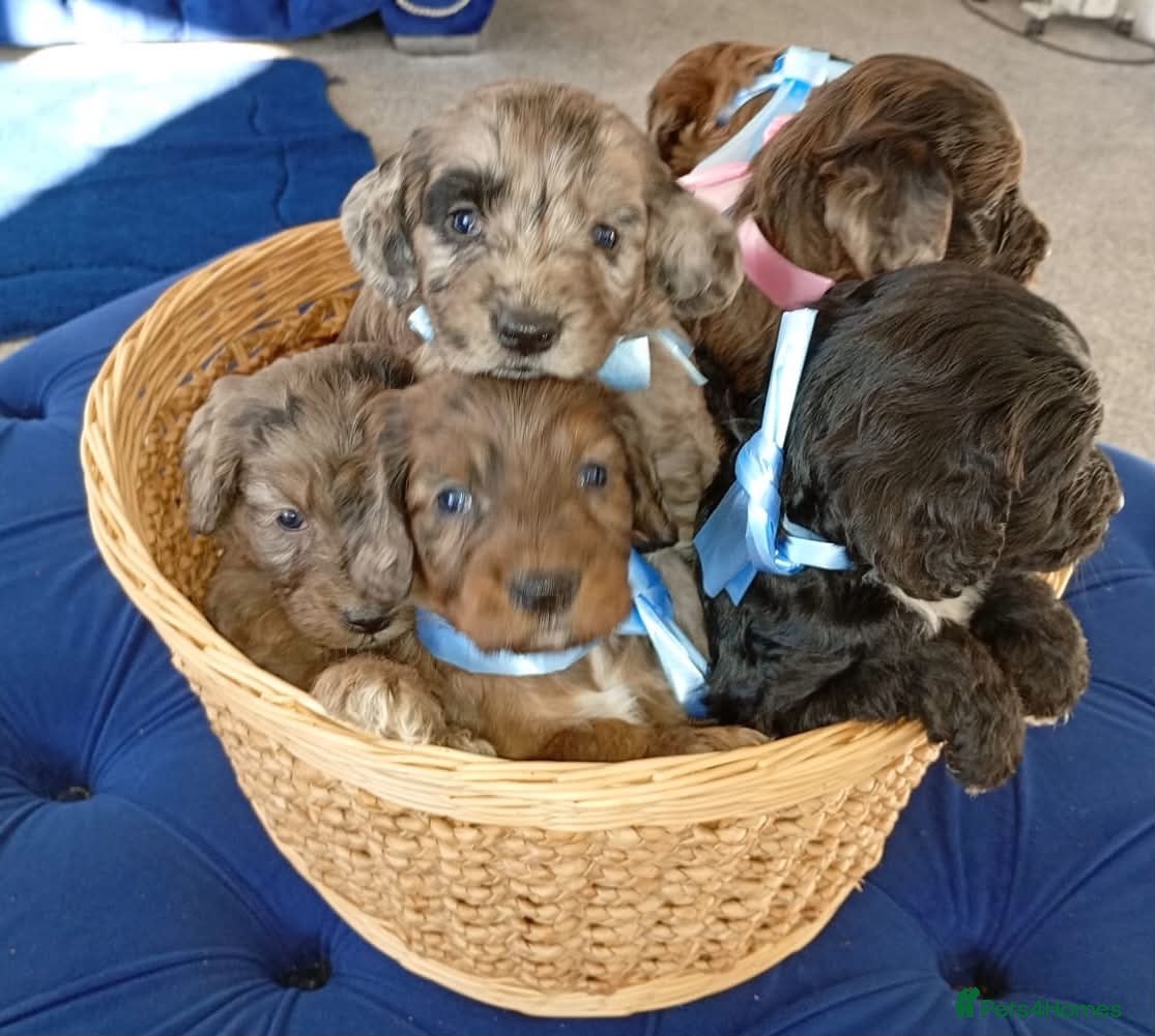 Cockapoo dogs 3 girls 4 boys  - Advert 4