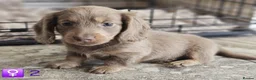 Miniature Dachshund dogs for sale: Beautiful Long-Haired Miniature Dachshund Puppies. in Bristol - Advert 5
