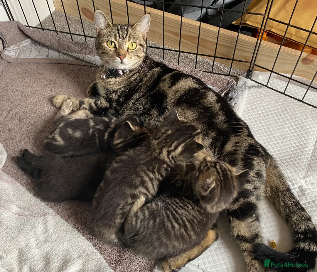 British Shorthair cats for sale: STUNNING BRITISH SH X DOMESTIC SH KITTENS  - Advert 2