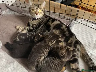 British Shorthair cats STUNNING BRITISH SH X DOMESTIC SH KITTENS - Advert 14