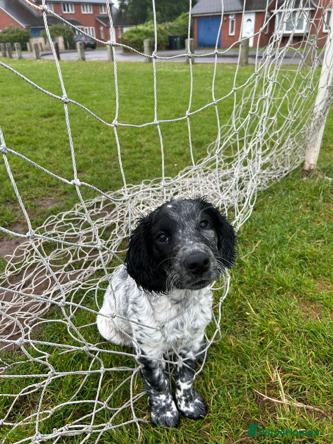 Sprocker dogs for stud: Sprocker Stud Dog - working line, 1 year old - Image 9