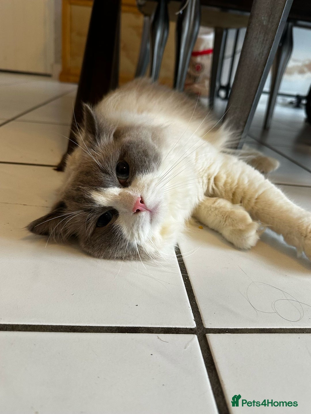 Ragdoll cats for stud: TICA RAGDOLL STUD CAT FOR SALE GRAND EUR CHAMP BL! - Image 4