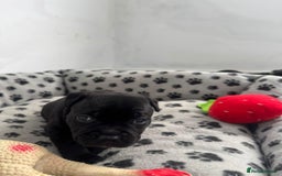 Staffordshire Bull Terrier dogs for sale: Champion lines Staffordshire Bull terrier puppies - Image 9