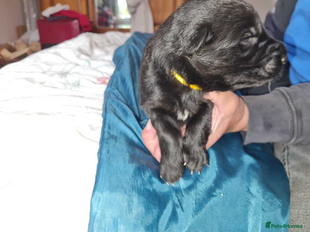 German Shepherd dogs for sale: 1 very large  longhaired Black gsd male . in Lockerbie - Image 9