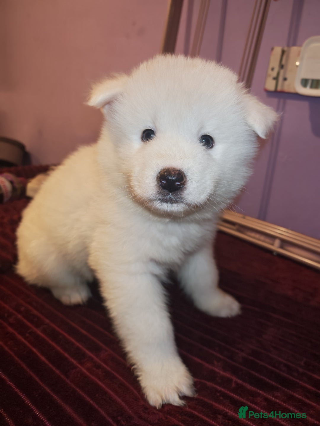Akita dogs for sale: Akita puppys ready now  - Advert 8