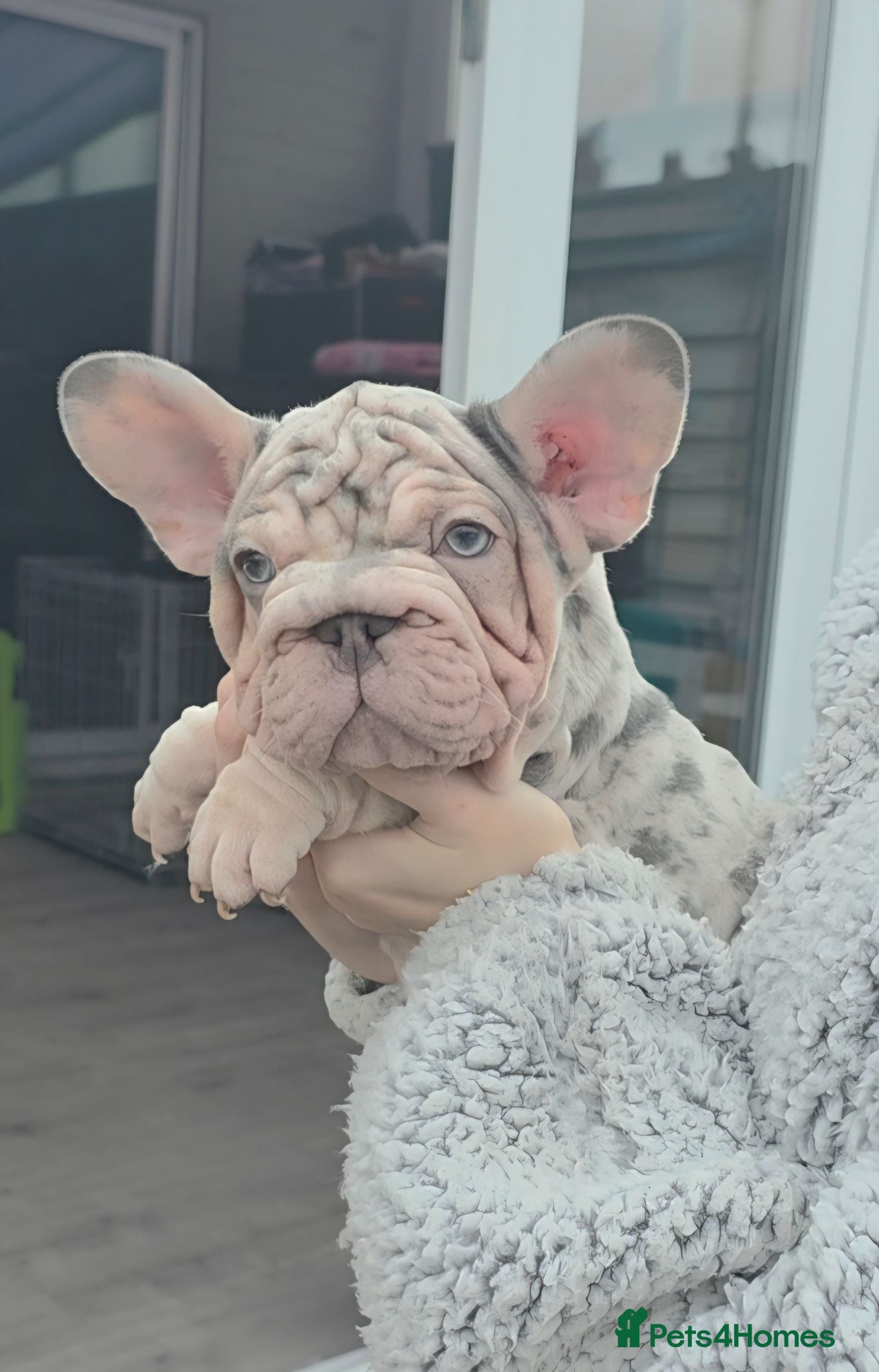French Bulldog dogs  French Bulldog Pups ready to leave  - Advert 1