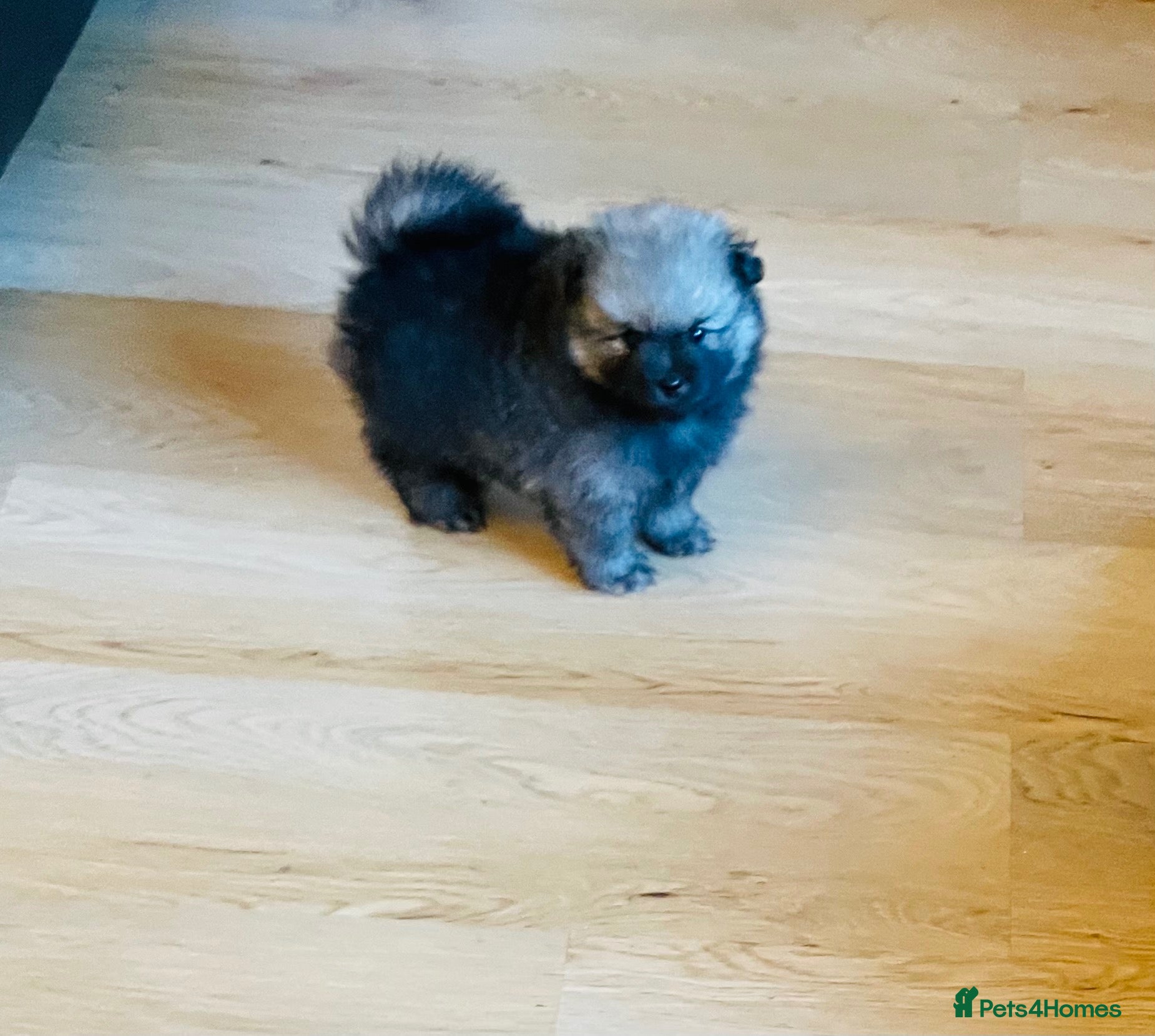Pomeranian dogs Stunning KC Teddy Bear Boy  - Advert 3