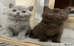 British Shorthair cats for sale: 🔥 BRITISH SHORTHAIR KITTENS BLUE BLACK LILAC CHOC - Image 7