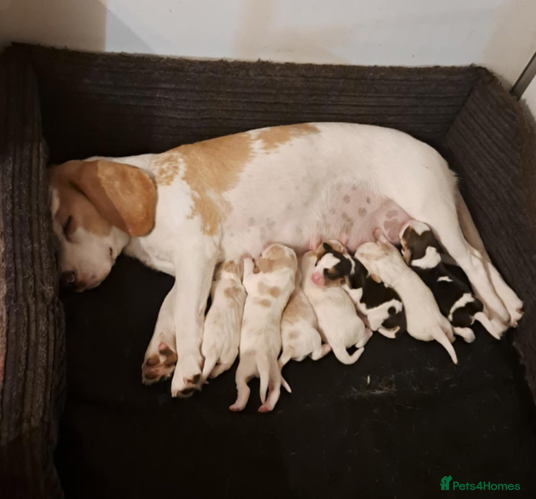 Beagle dogs for sale: CHUNKY BEAGLE PUPPIES - Image 6