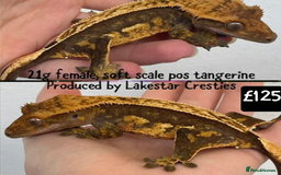 Gecko reptiles for sale: Crested and Leopard geckos available - Advert 10
