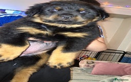 Rottweiler dogs for sale: **Ready To Leave** Chunky Rottweiler puppy  - Image 3