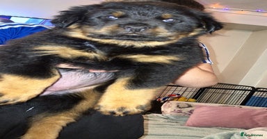 Rottweiler dogs - Advert 9