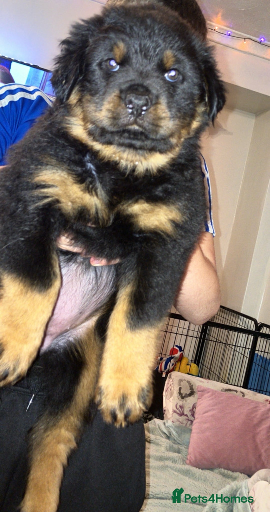 Rottweiler dogs for sale: **Ready To Leave** Chunky Rottweiler puppy  - Image 3