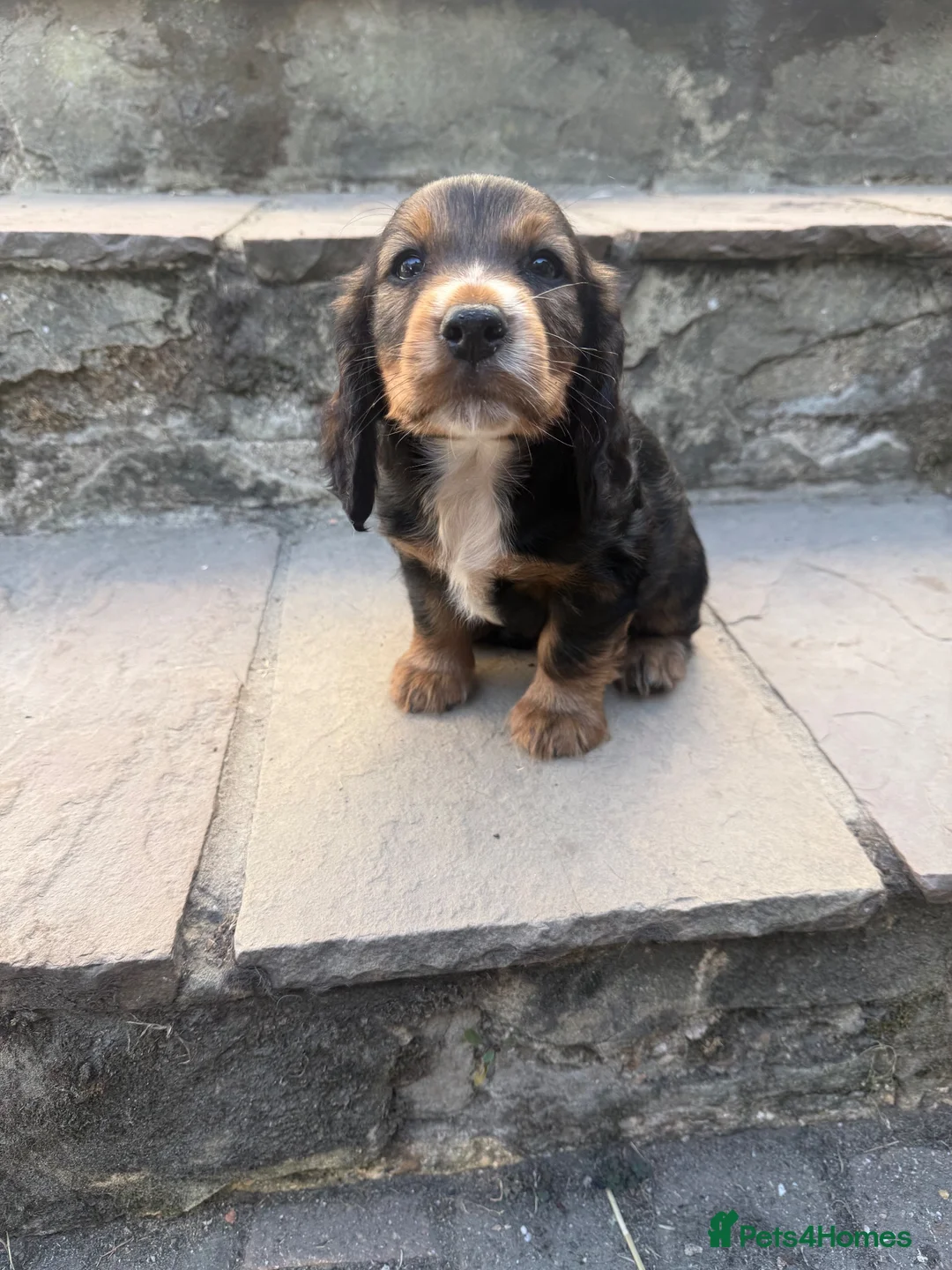Cocker Spaniel dogs for sale: Cocker spaniel puppies  - Advert 2