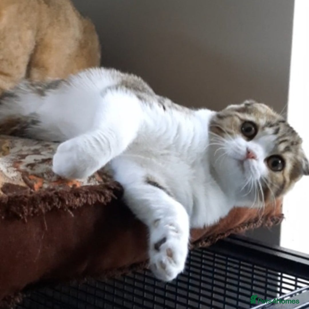 Scottish Fold cats for sale: TICA Reg: Scottish Fold Neutered Girl Kittens - Advert 12