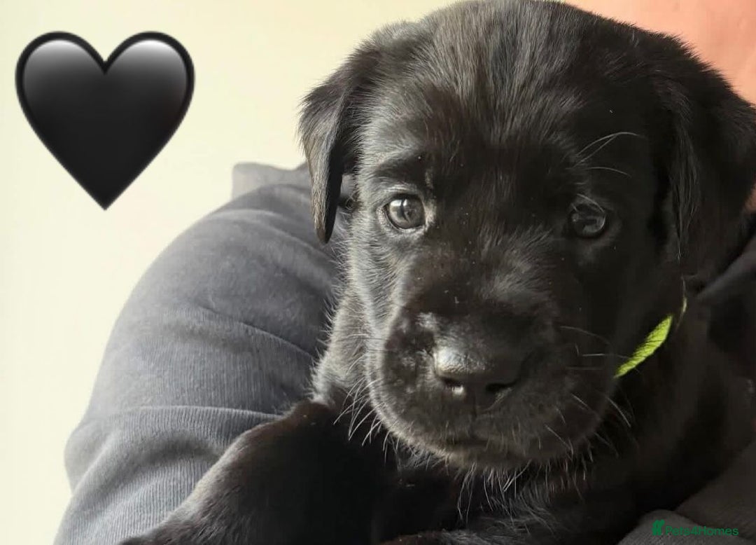 Labrador Retriever dogs for sale: Labrador Puppies  - Advert 2