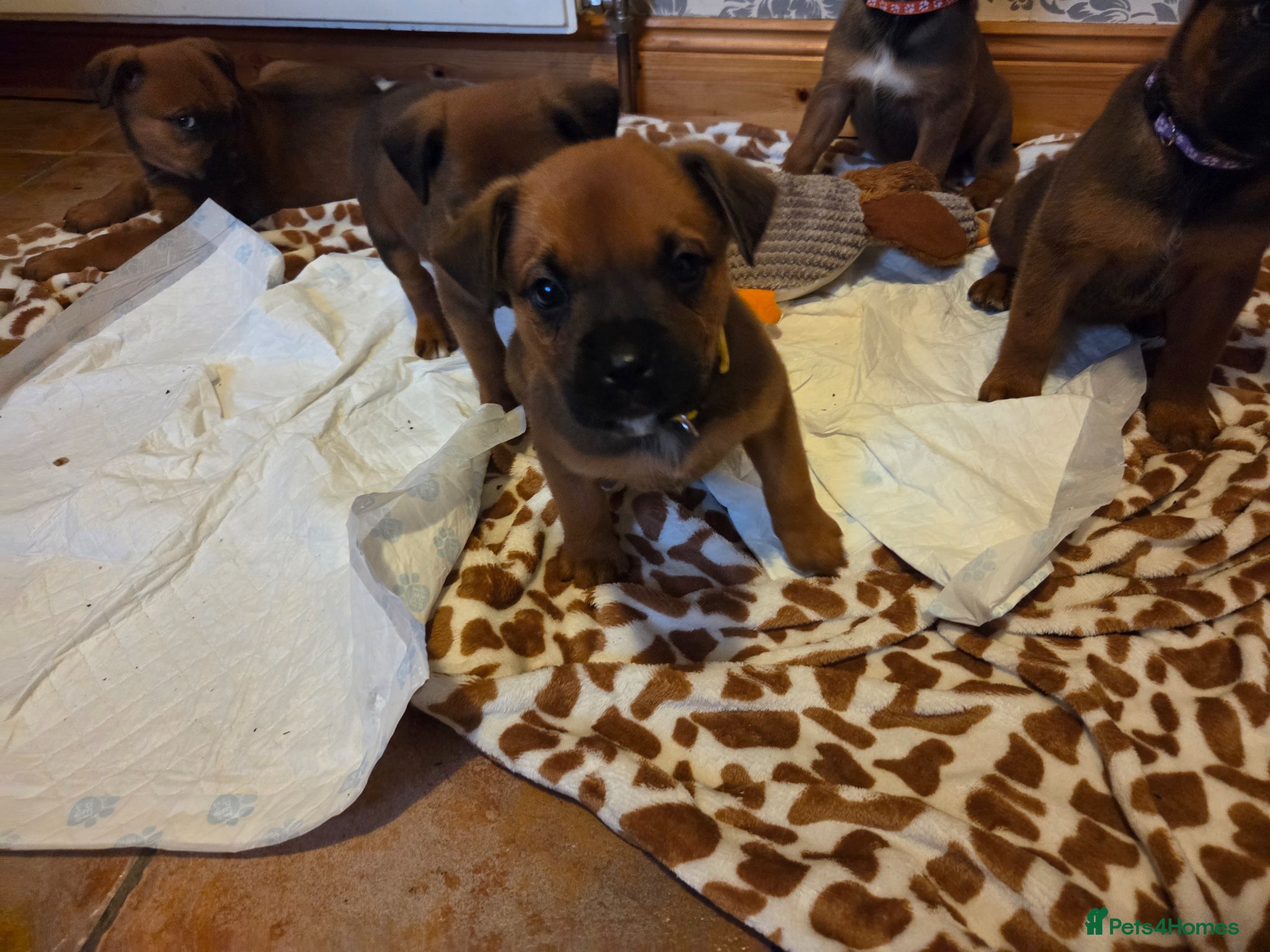 Boxweiler dogs for sale: Boxweiler pups in Omagh - Advert 14