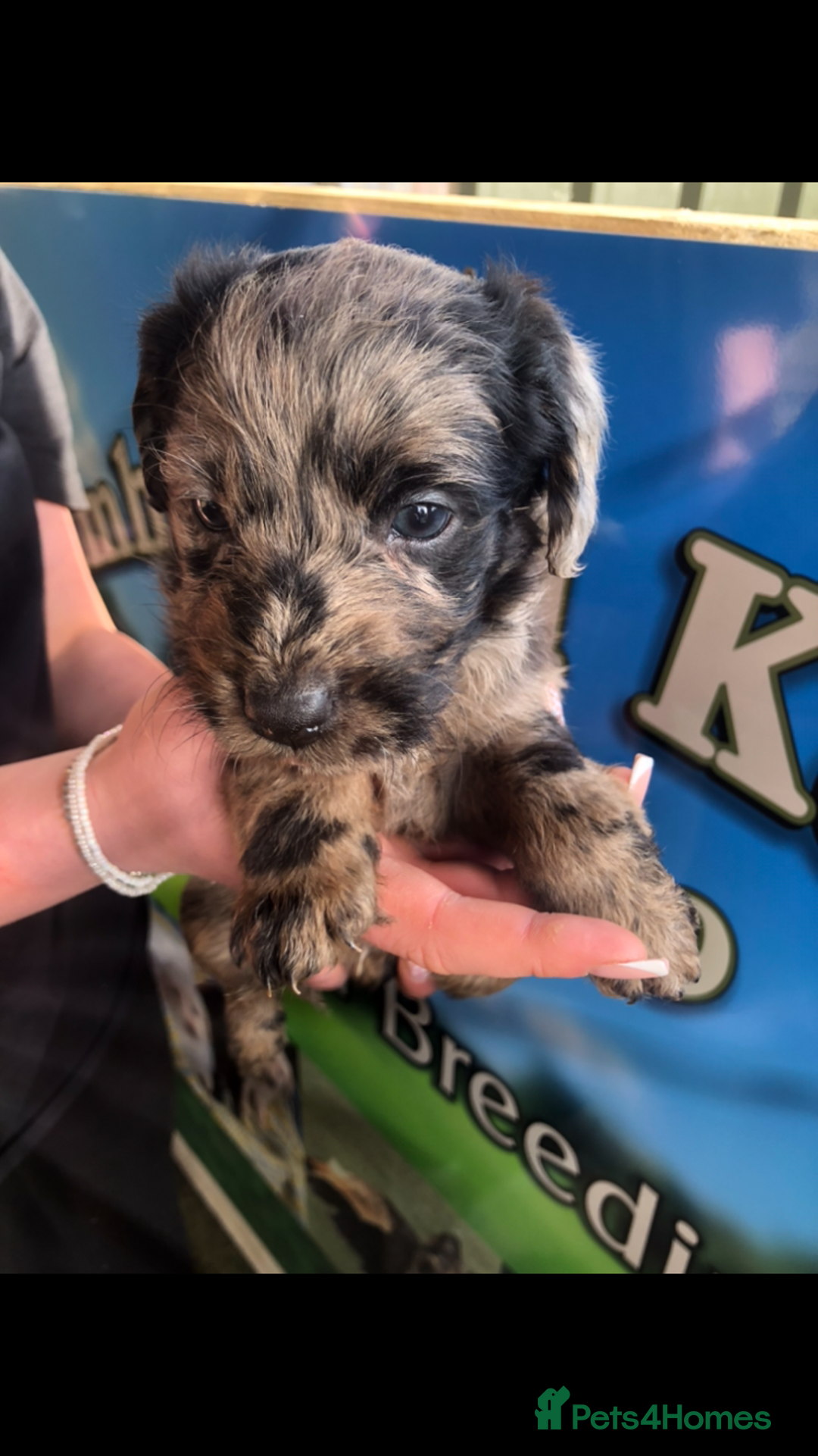 Labradoodle dogs for sale: Miniature labradoodles  - Image 4