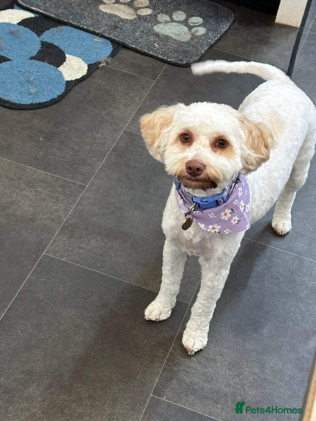 Cavapoo dogs for sale: F1B Cavapoo Puppies - Advert 21