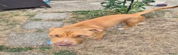Mixed Breed dogs for sale: Staffy/cross in Felixstowe - Advert 10