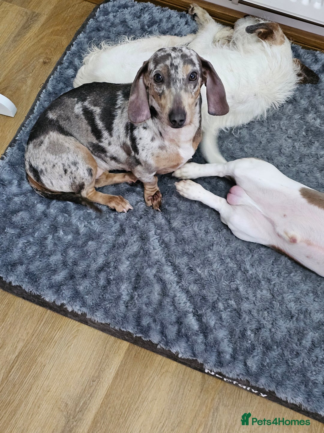 Dachshund dogs for sale: 2 Loving Miniature Dachshunds–Must Stay Together - Image 11